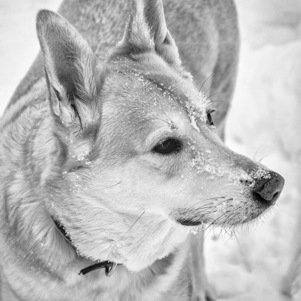 Photograph by Arkhipov