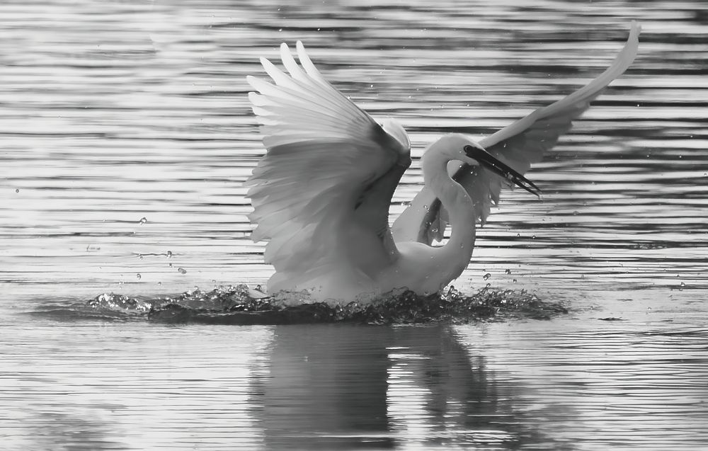 White heron hunting in the lake