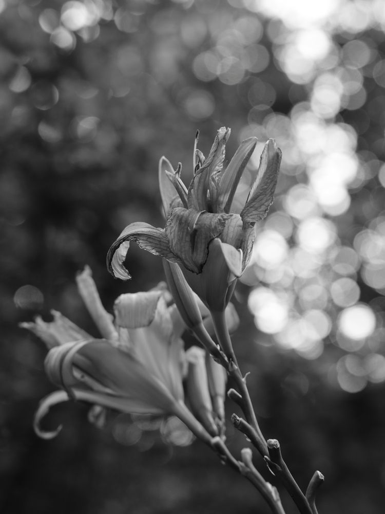 Взлетая с лепестковыми крыльями