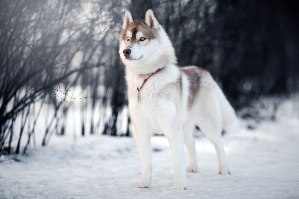 Фотография автора Ляйс Наталья
