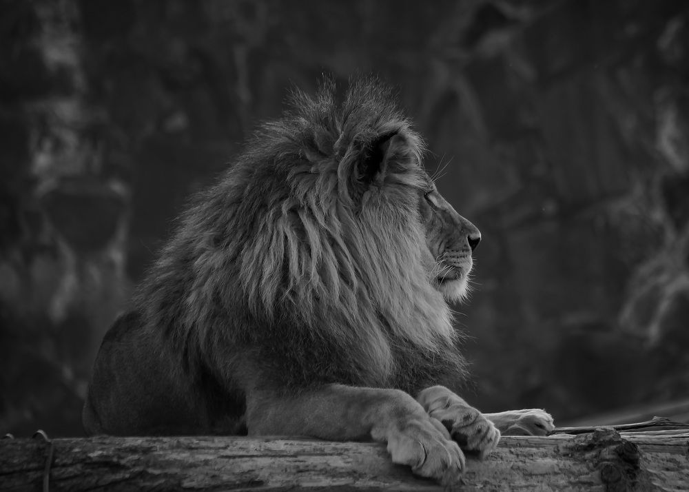 Фотография автора Ирина Масальская