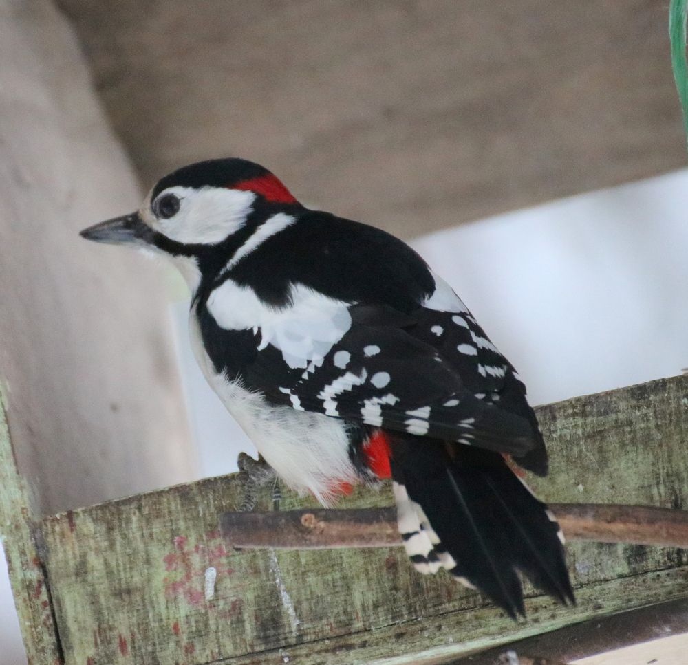 Photograph by Евгения Малафеева