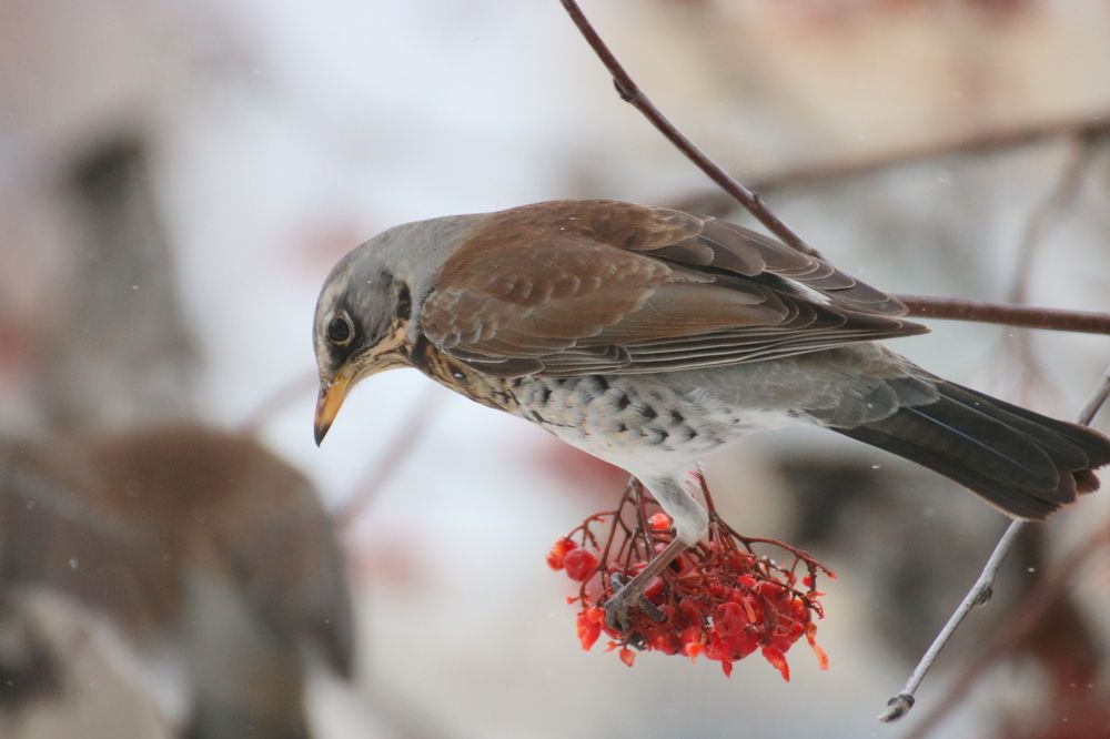 Photograph by Евгения Малафеева