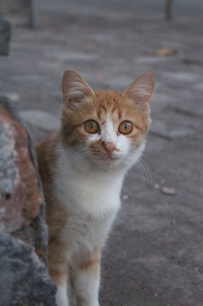 Photograph by Nyoman Yusa