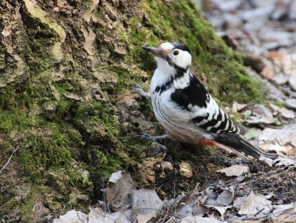 Photograph by Евгения Малафеева