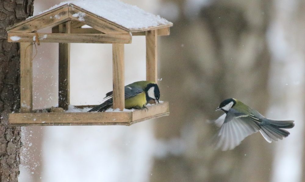 Photograph by Евгения Малафеева