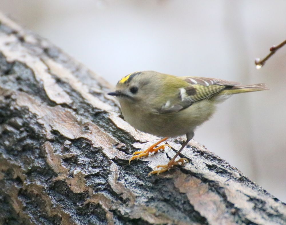 Photograph by Евгения Малафеева