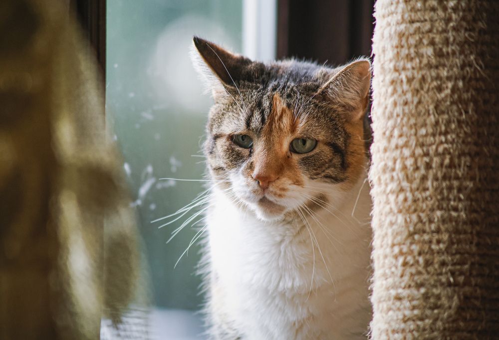 Фотография автора Кристина Данилюк