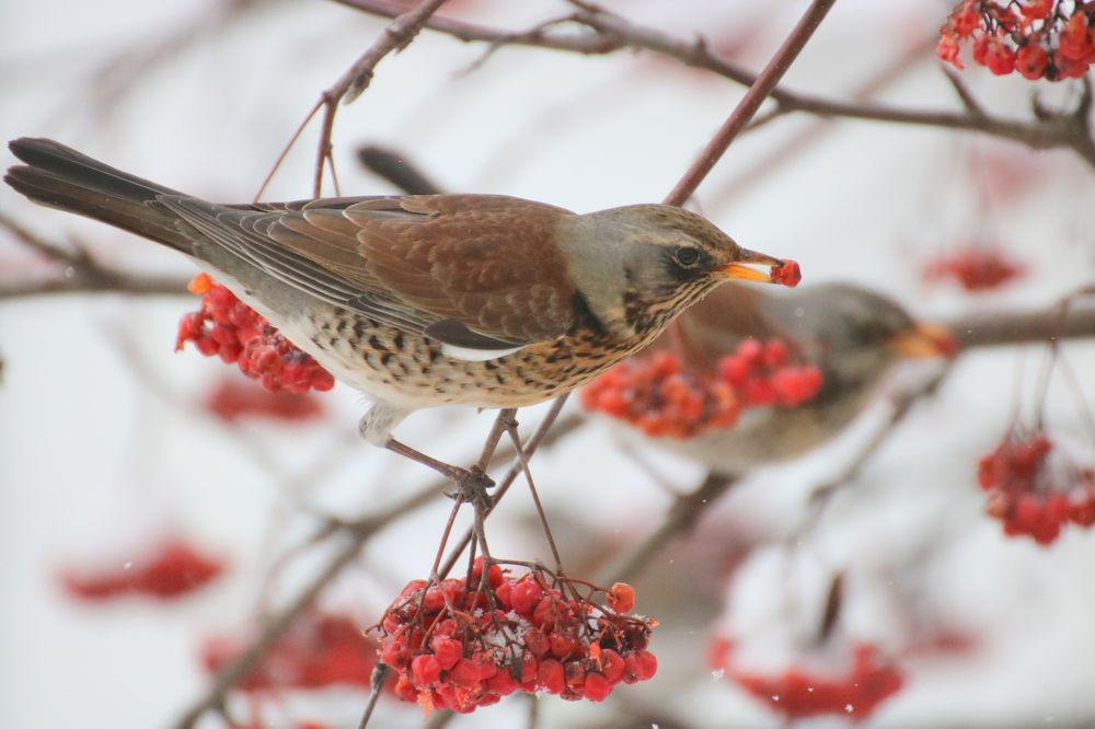 Photograph by Евгения Малафеева