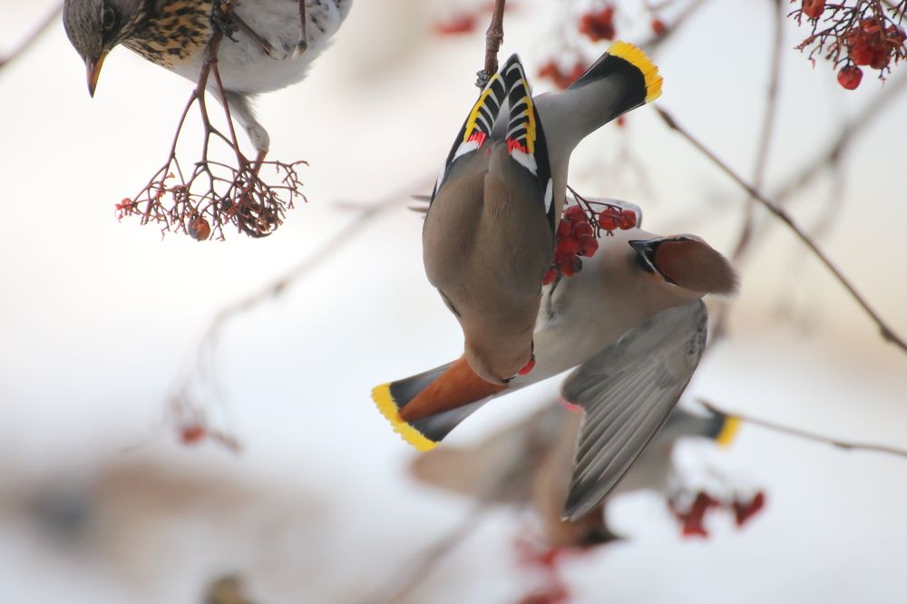 Photograph by Евгения Малафеева