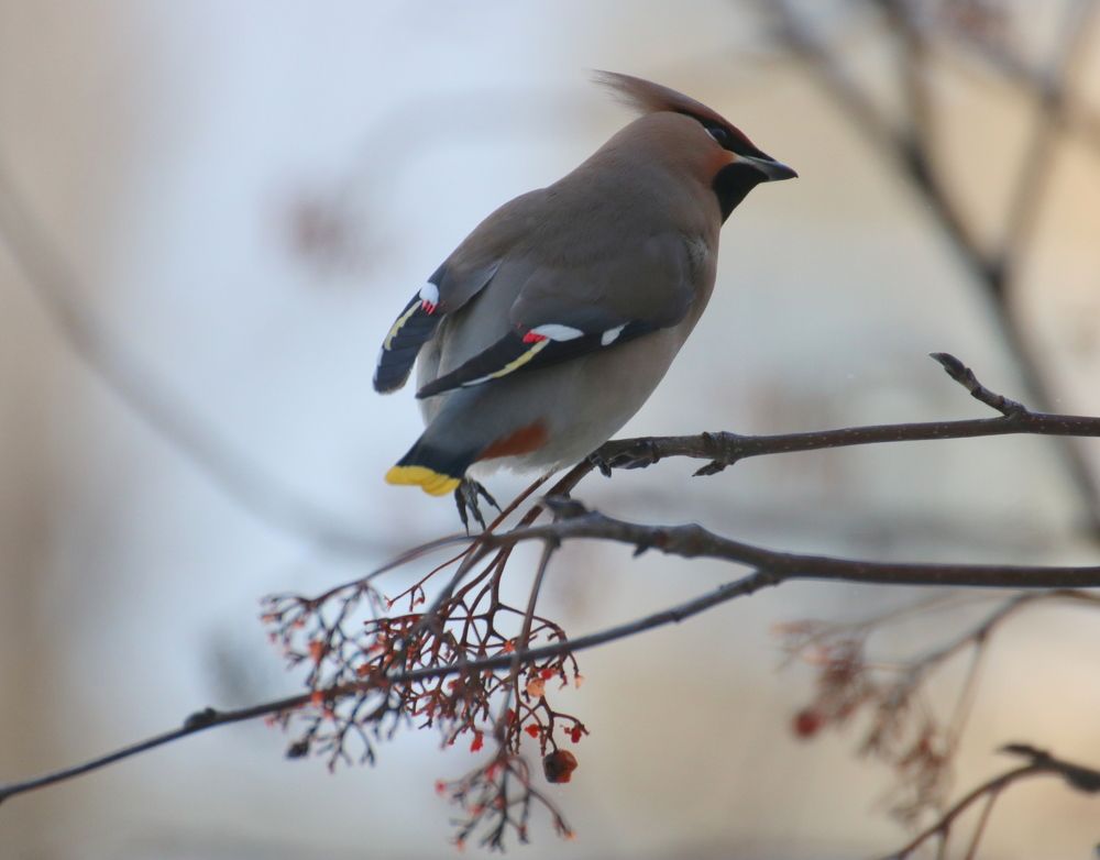 Photograph by Евгения Малафеева