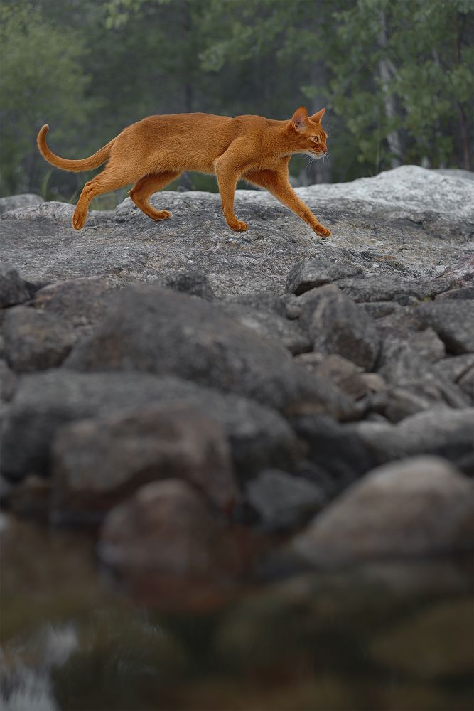 Photograph by Михайлова Елена