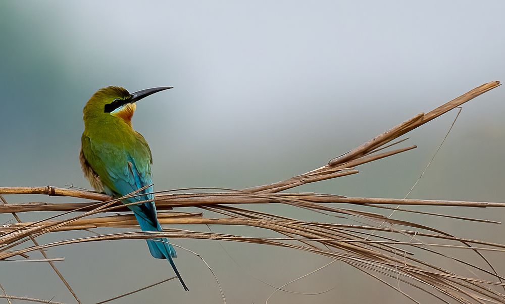 Photograph by Phani Krishna N
