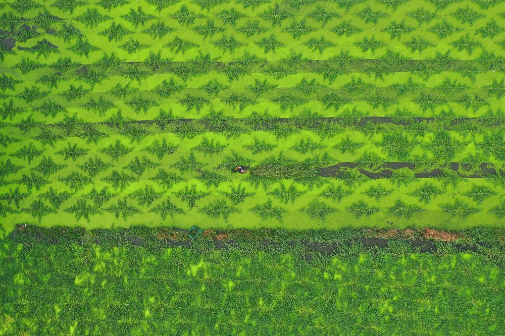 Photograph by Viet Hung Bui