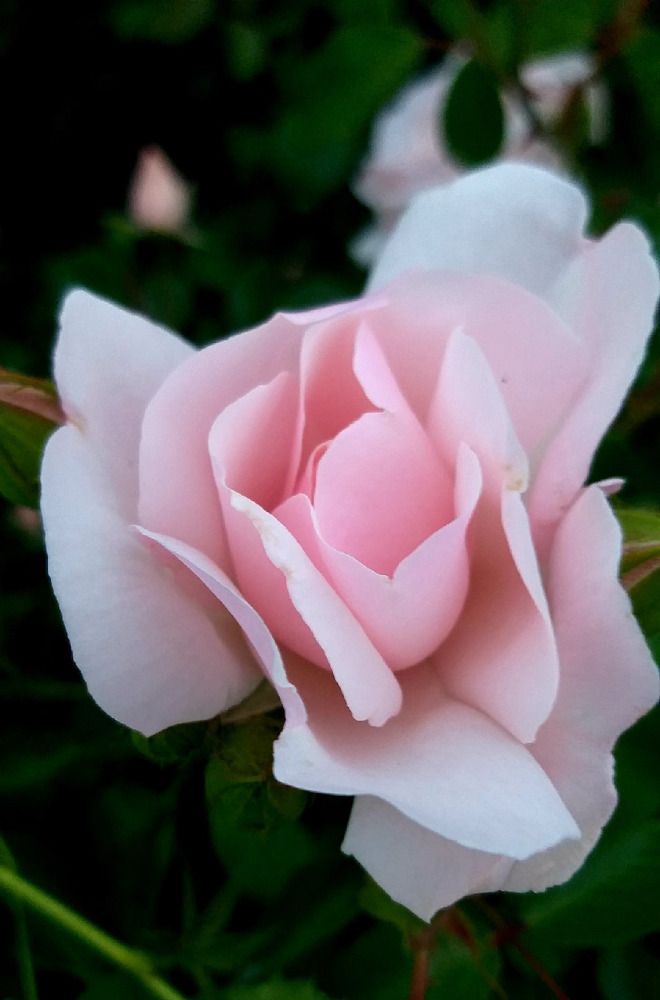 Фотография автора Елена Чиликина