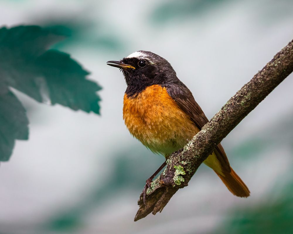 Фотография автора Артур Богородицкий