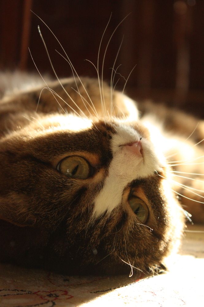 Фотография автора Мостовщикова Мария