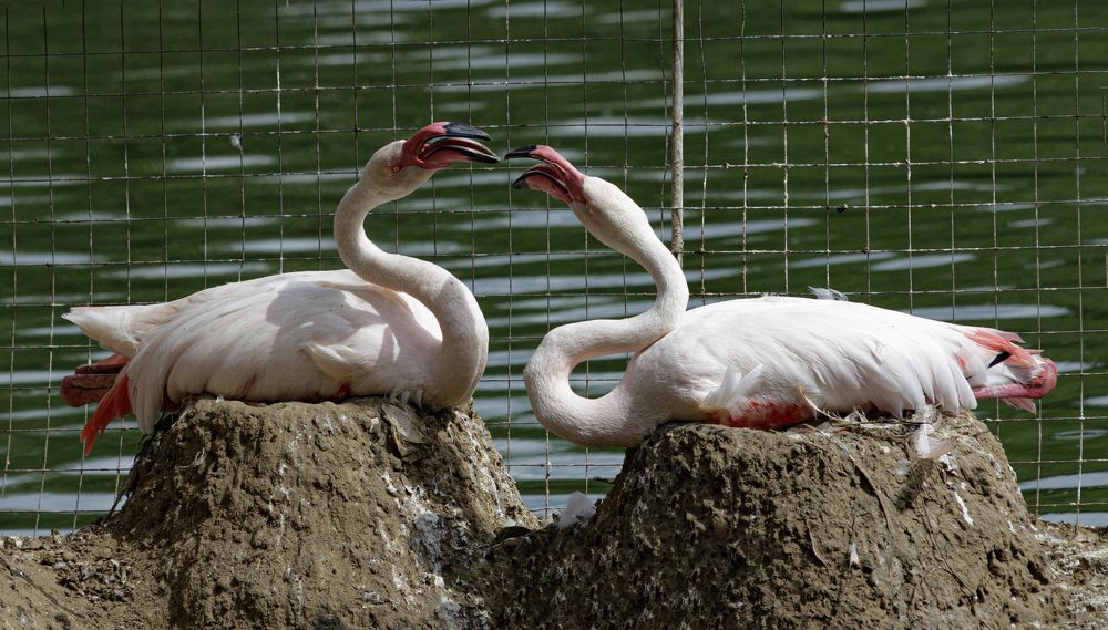 Разговор двух фламинго.