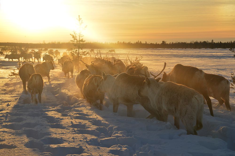 Фотография автора Екатерина Григорьева