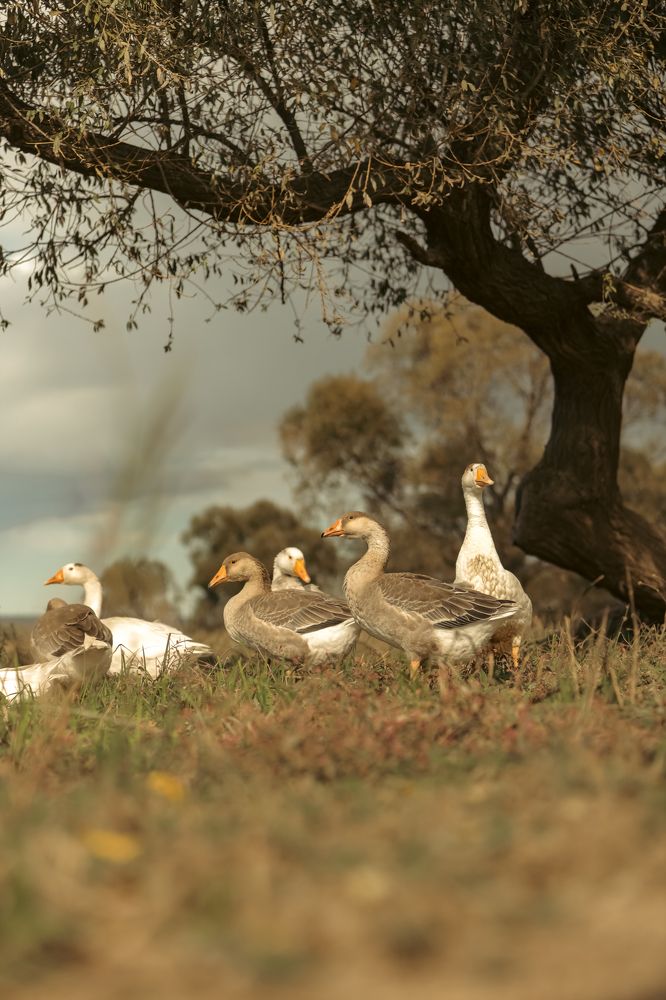 Фотография автора Надежда Порываева