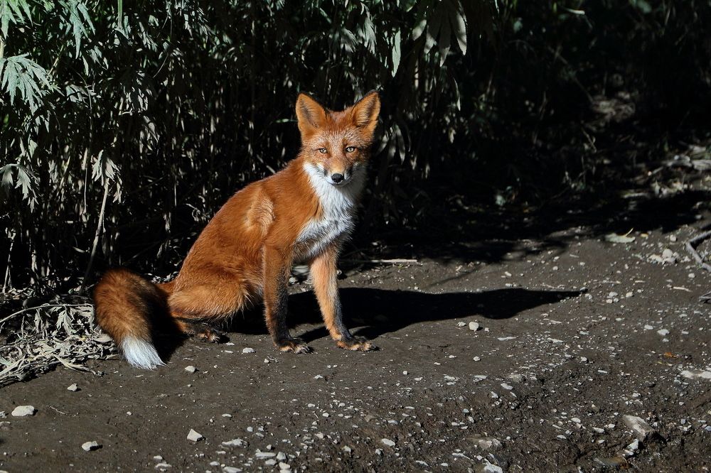 Фотография автора Александр Челмодеев
