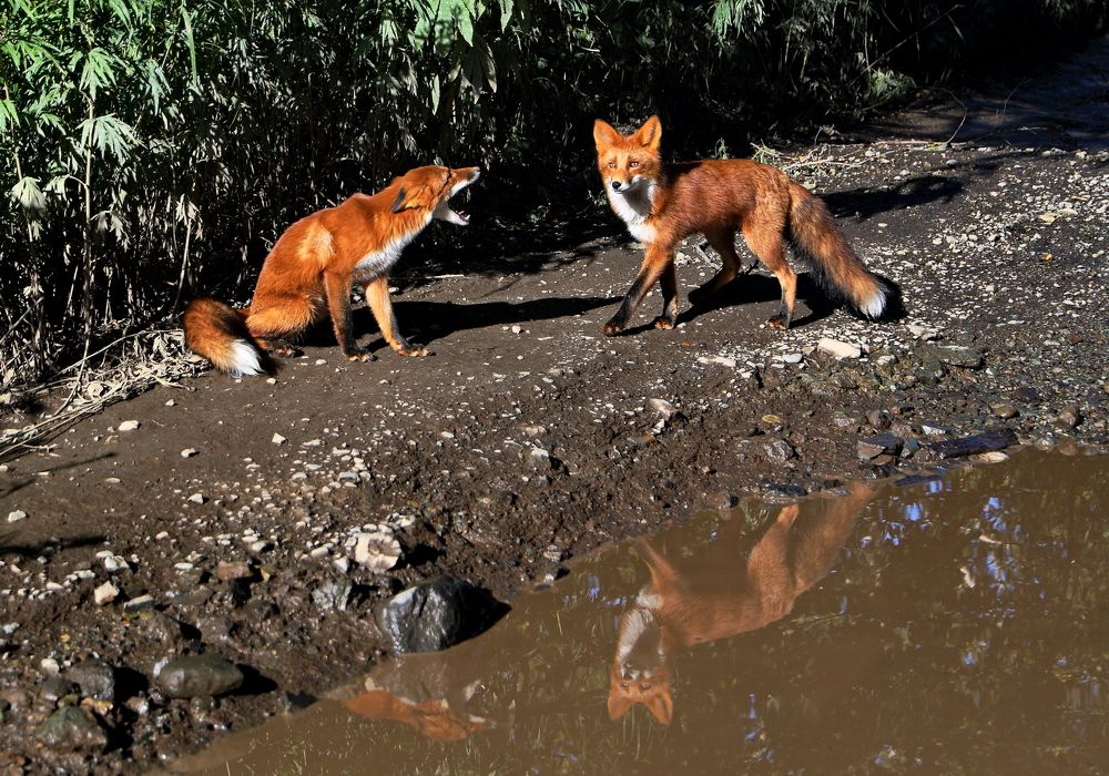 Фотография автора Александр Челмодеев
