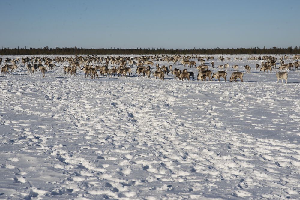 Фотография автора Екатерина Григорьева