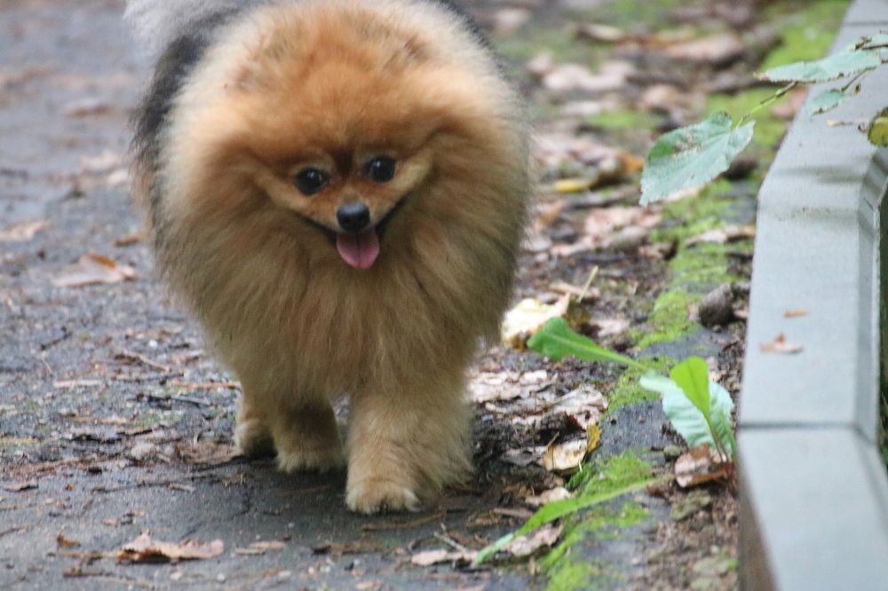 Любимые животные