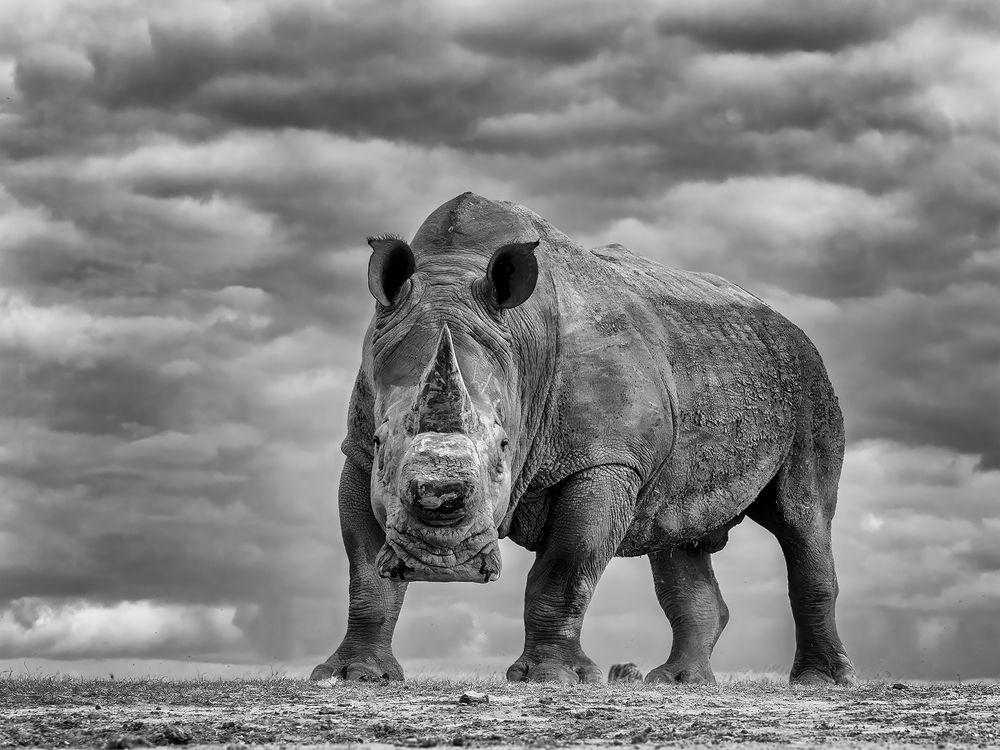 "Nature's Sentinel: Solio's lone rhino stands tall in the face of gathering clouds."