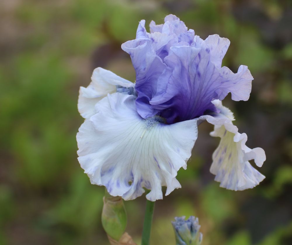 Photograph by Евгения Малафеева