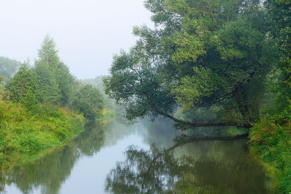 Туманное утро