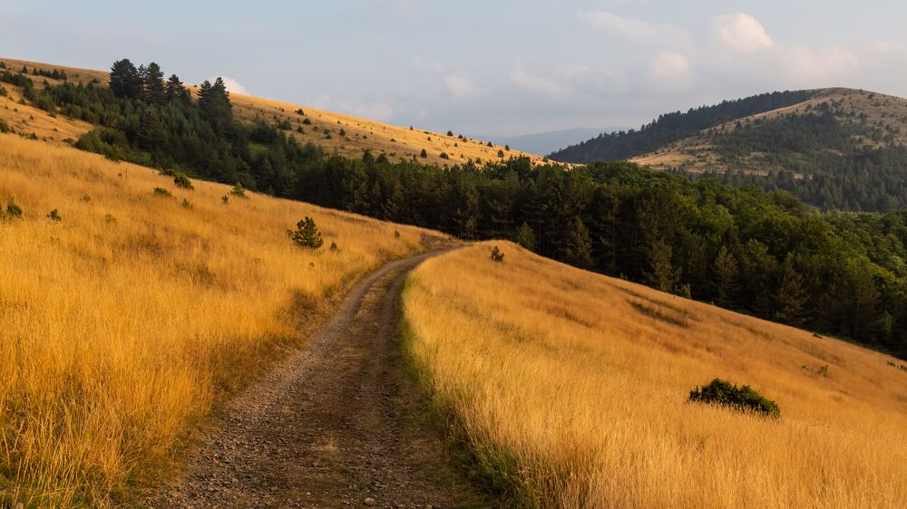 Golden hills of Zlatibor | Золотые холмы Златибора. 2023