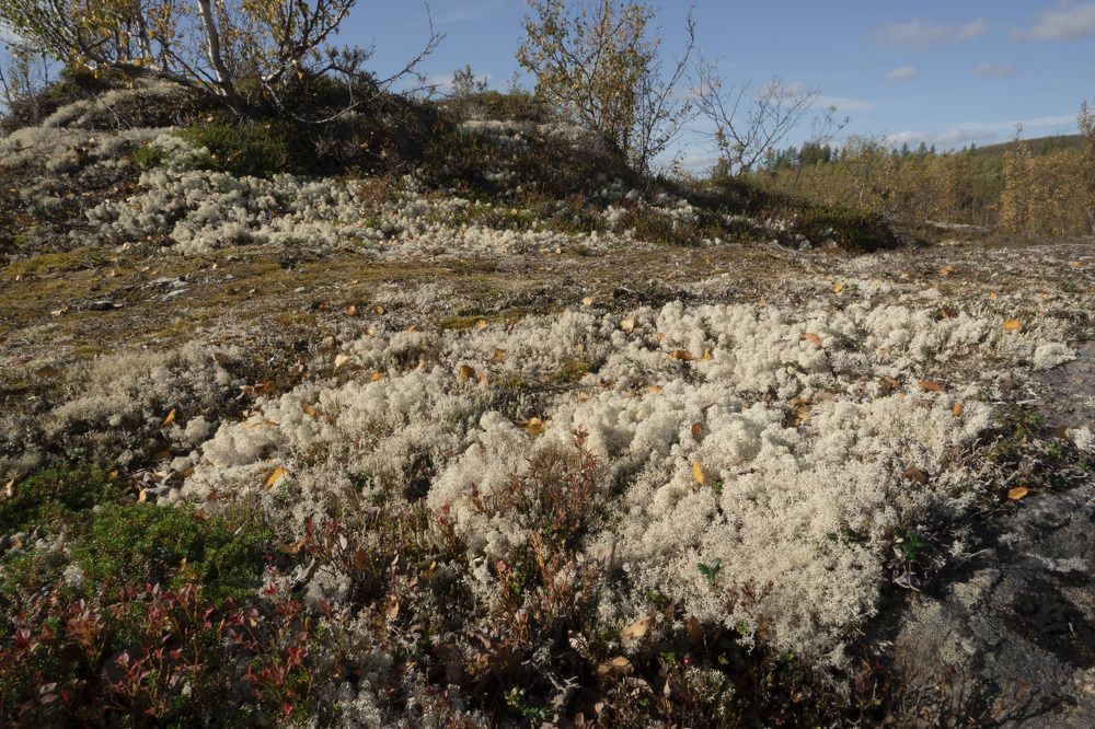 Photograph by Ирина Тихомирова