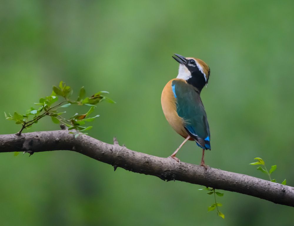 "Musical Communication"