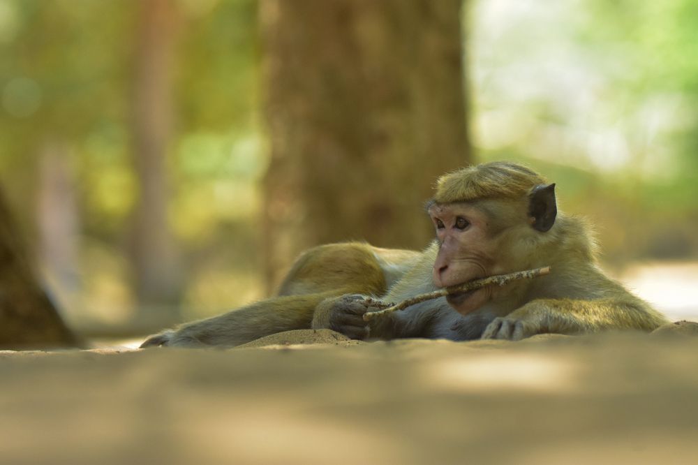 Photograph by ජයමහ හිටිහාමිලාගේ වසන්ත කුමාර