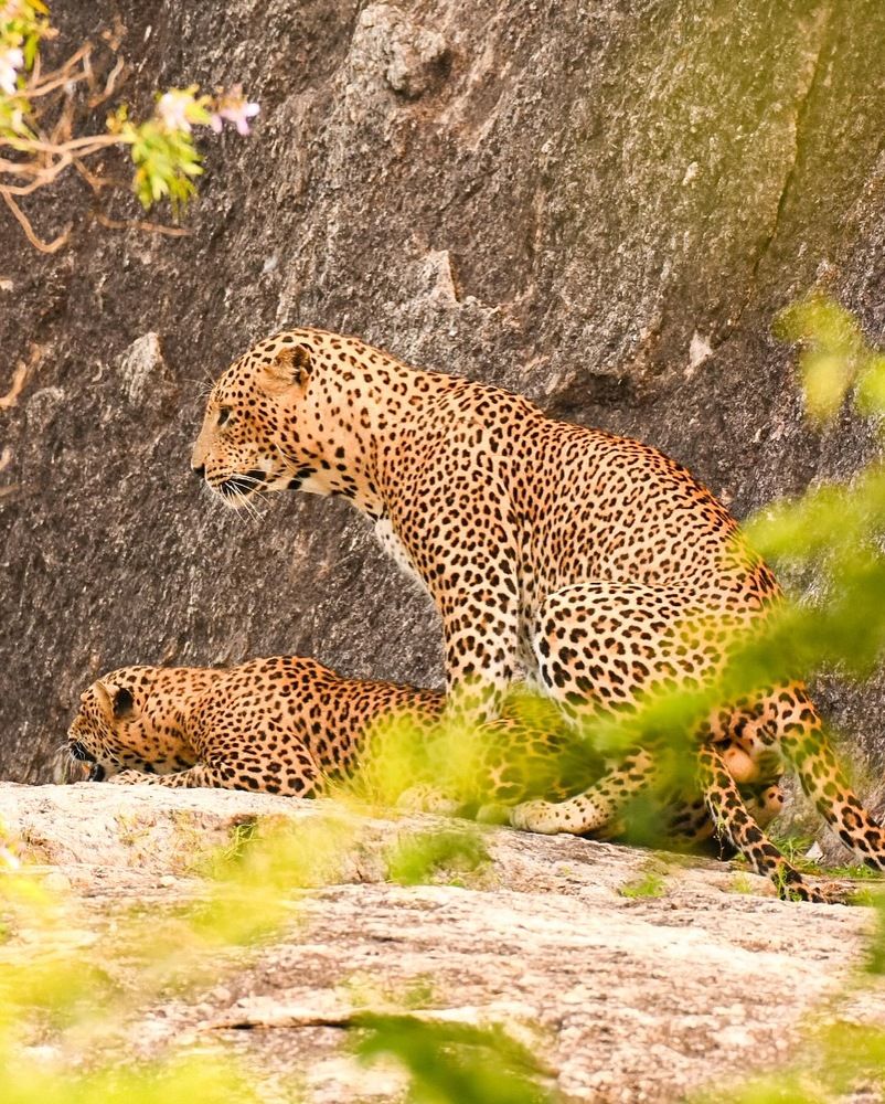 Leopard mating and feel in love express.