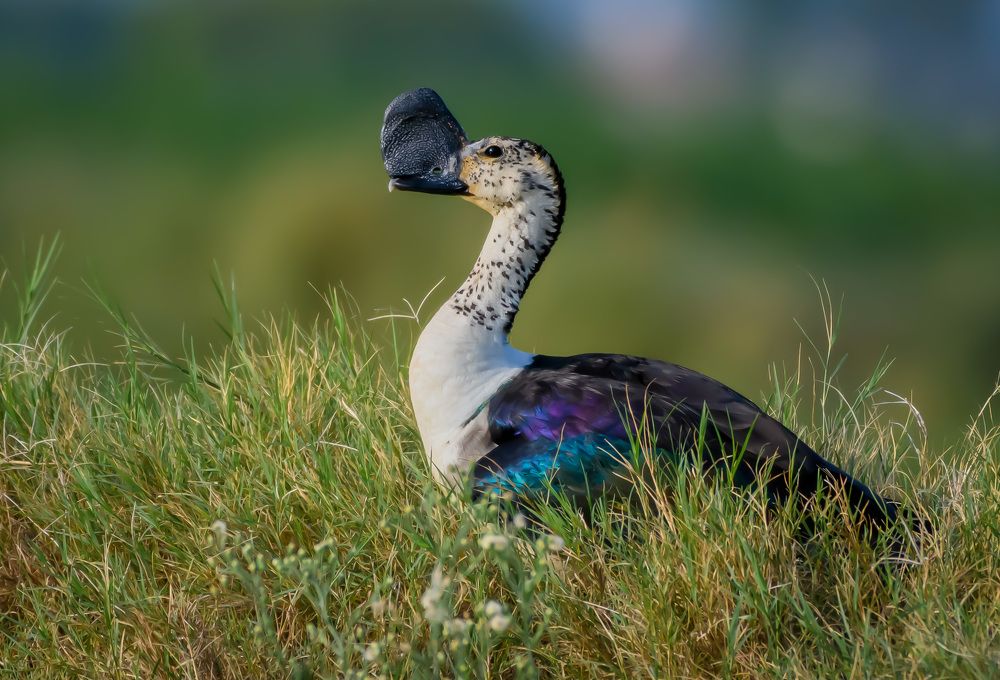 Photograph by Uttam Kerketta