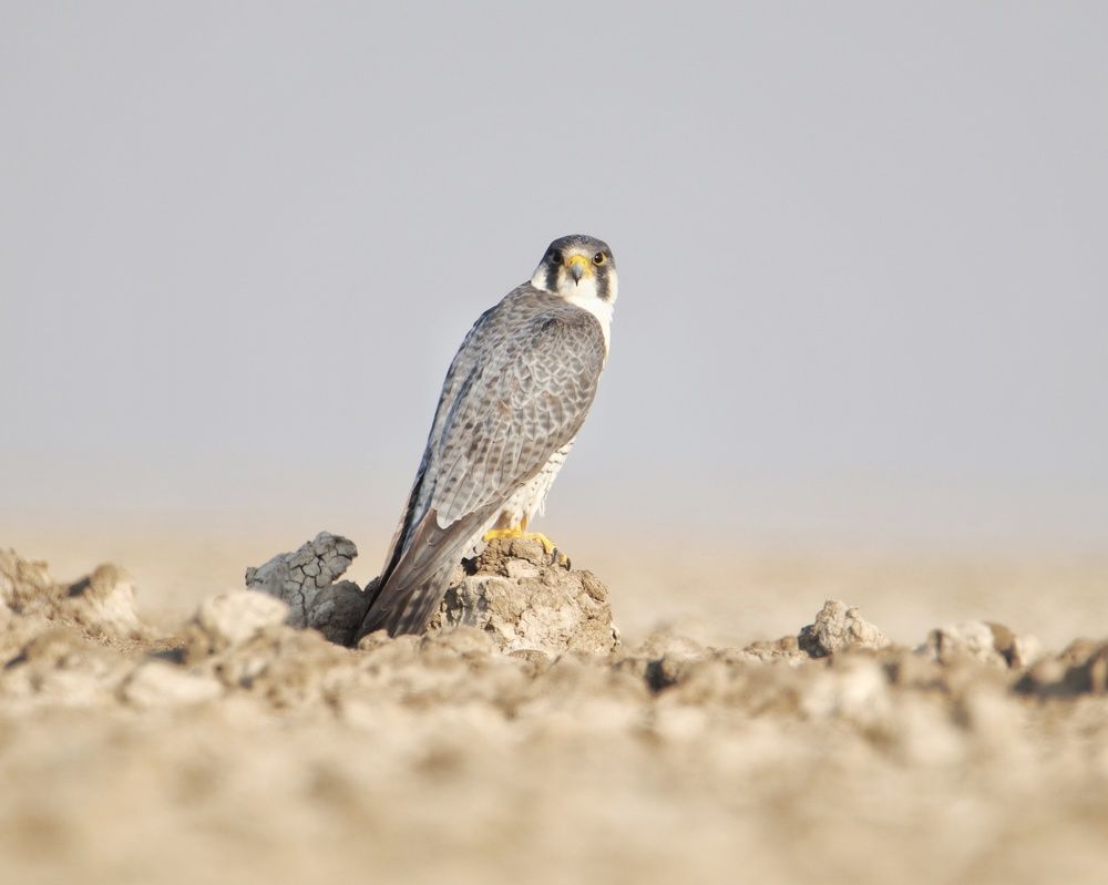 Photograph by Premal Nandpal