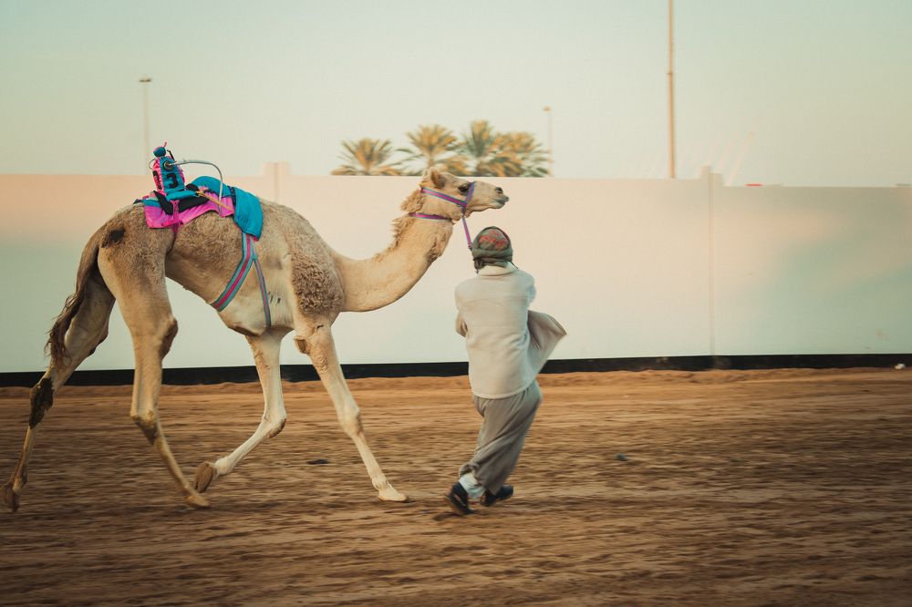 Camel Race