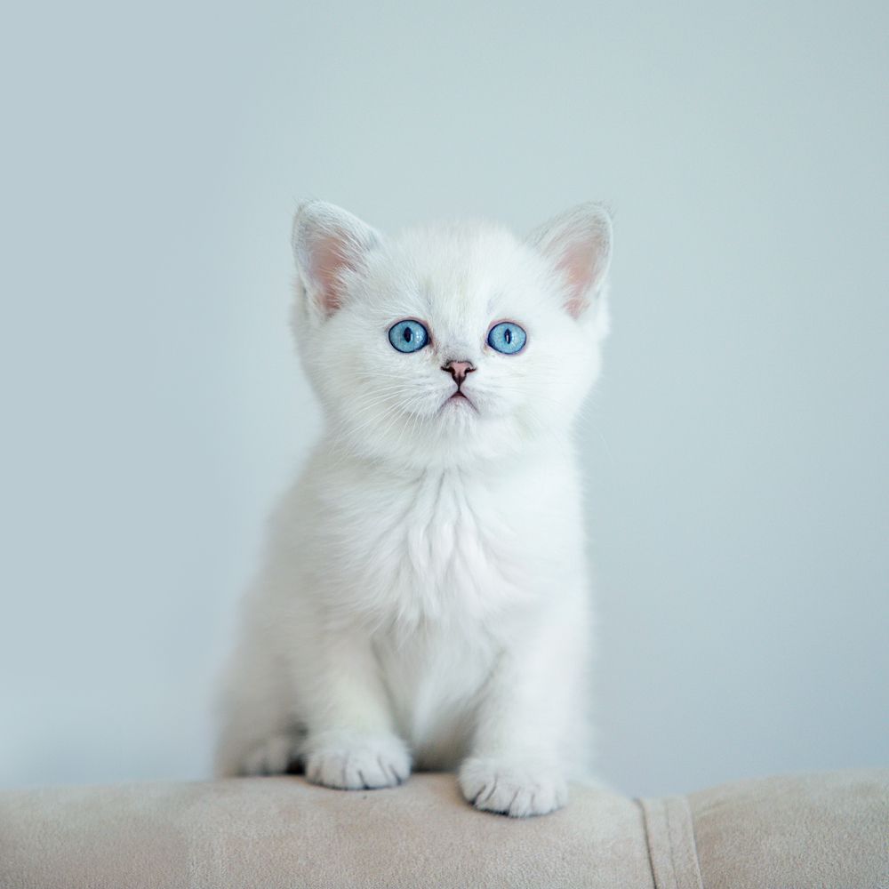 Фотография автора Олеся Евгеньевна