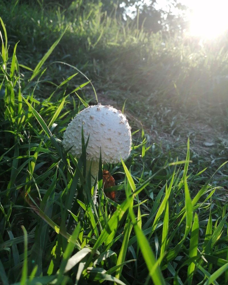 Летним вечером в городе на лужайке увидела выросший гриб-дождевик.