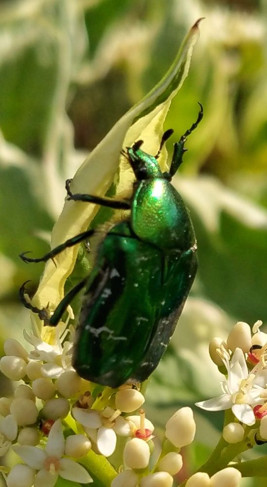Фотография автора Светлана Анатольевна Чернышова