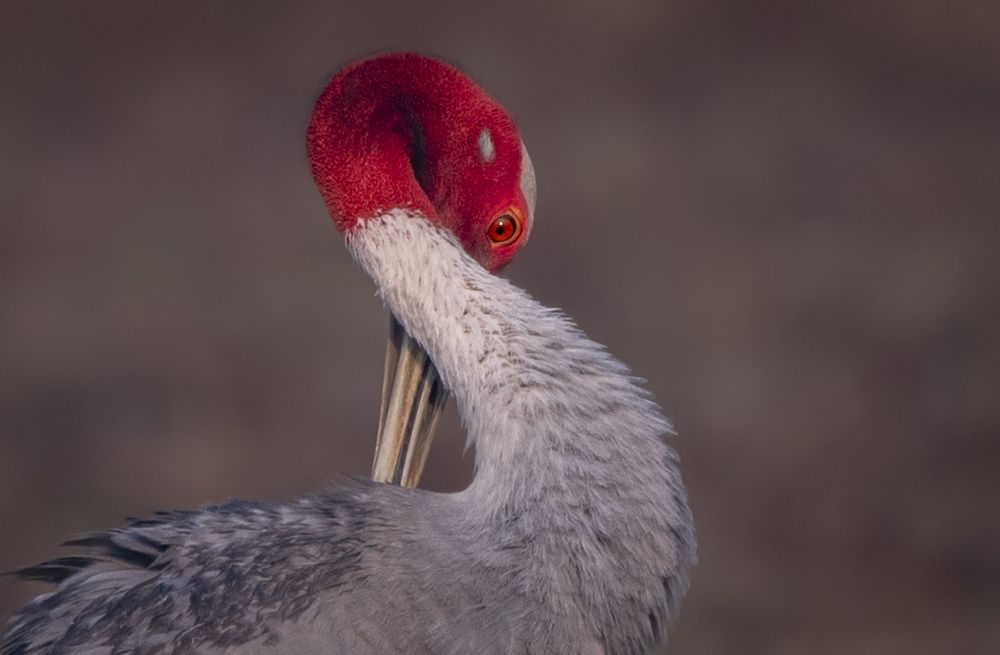 Photograph by Harsha Devalla