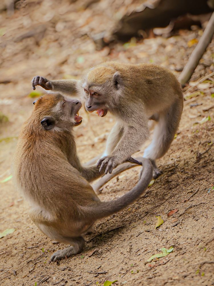 Photograph by Lee Yao Fui