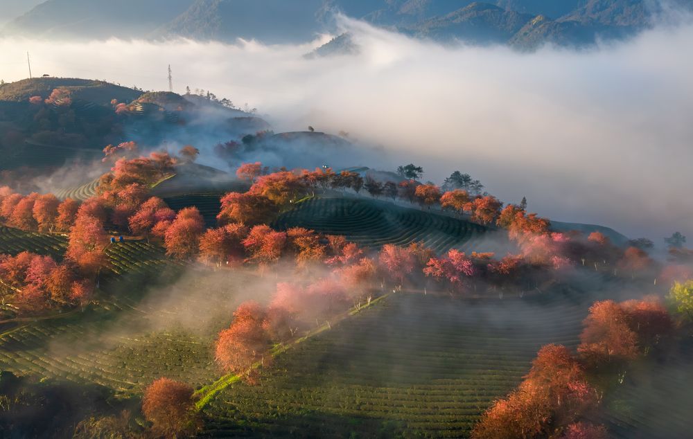 Photograph by Hanh P. T. Pham