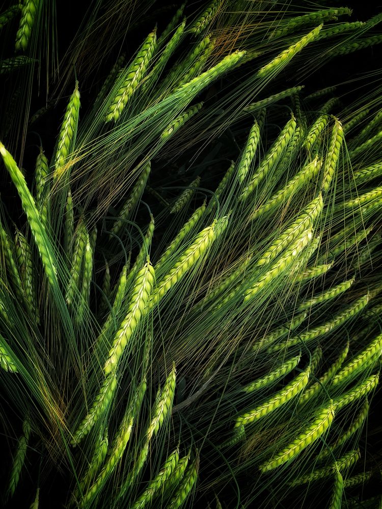 Photograph by Swetlana Lebedev