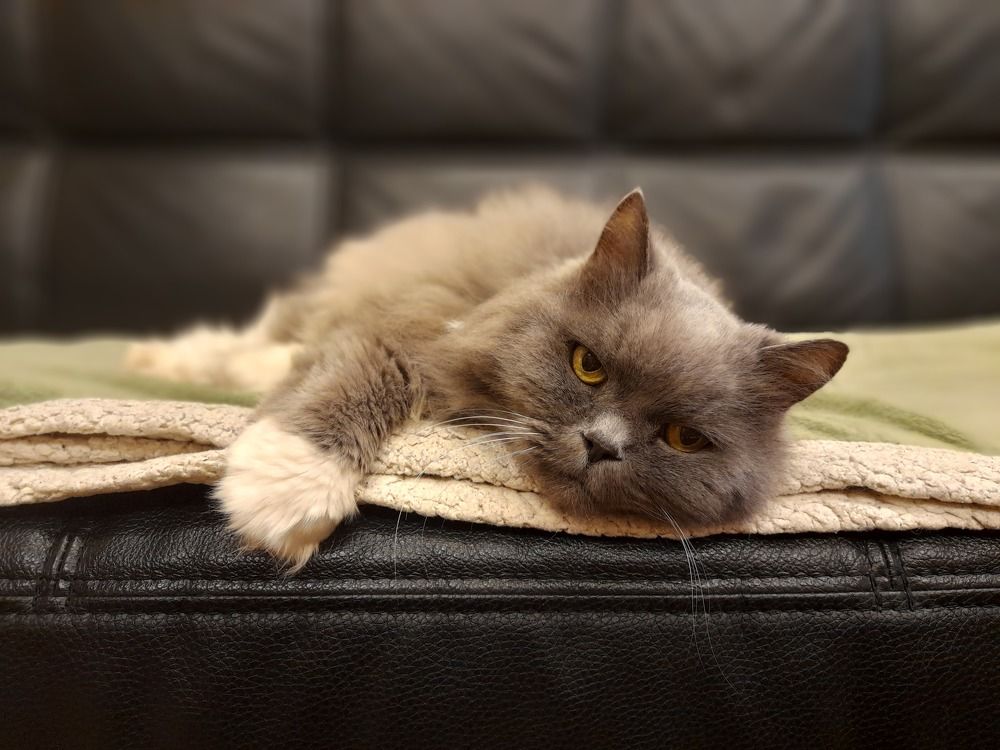 Фотография автора Тамара Караваева