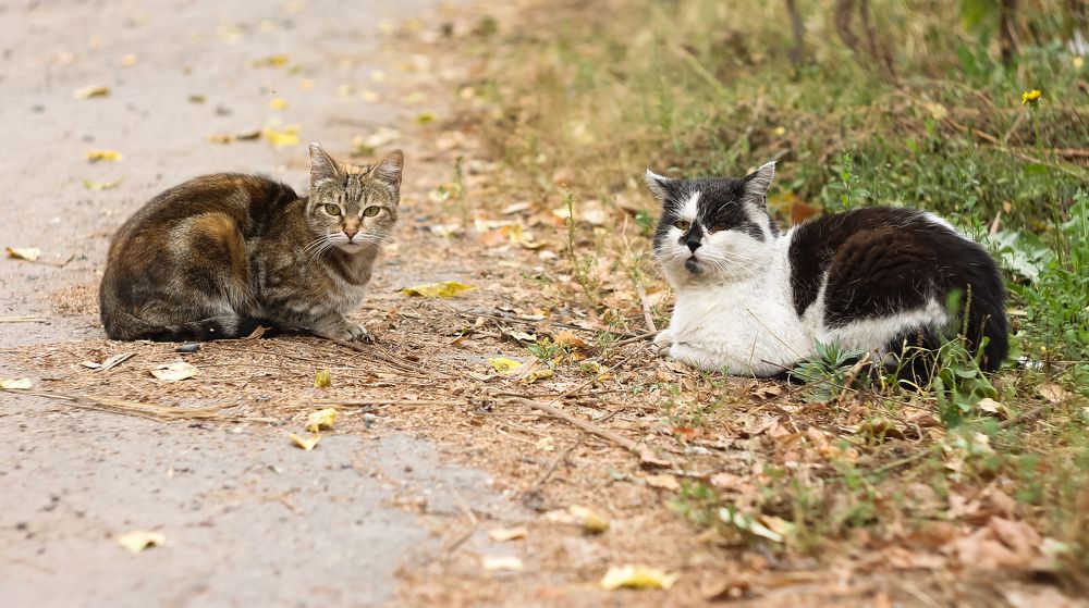Two different cats together on an autumn day