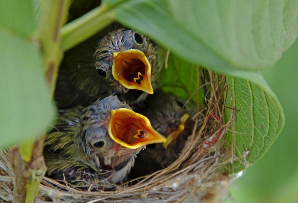 Photograph by CHINMOY BISWAS