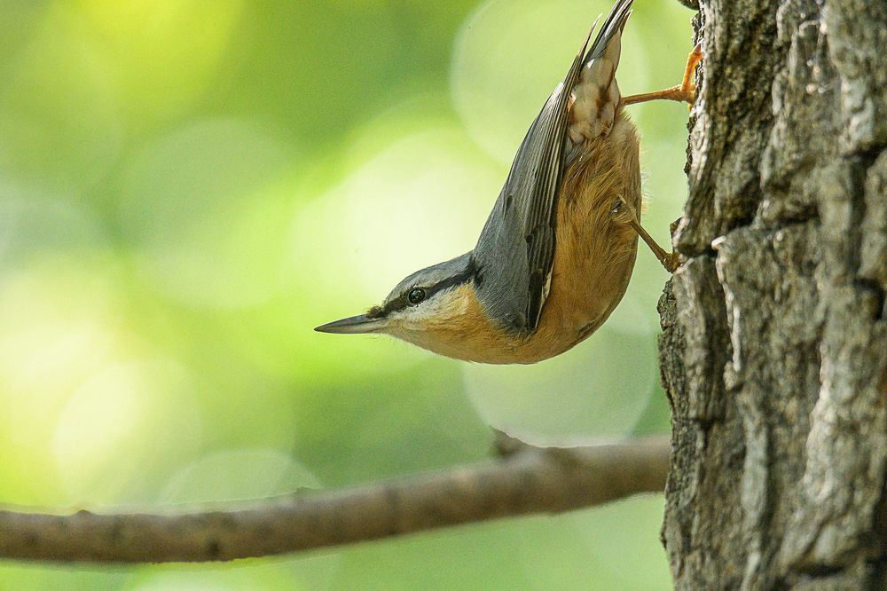 Photograph by Mircea Sirbu